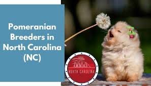Dogs and puppies cats and kittens horses rabbits birds snakes. 15 Pomeranian Breeders In North Carolina Nc Pomeranian Puppies For Sale Animalfate