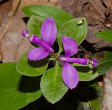 Image result for Polygala friesii