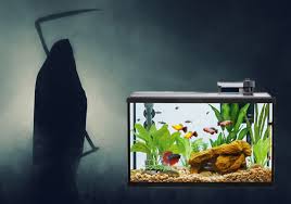 how to save your tank in a power outage