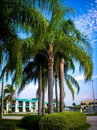 There is someone close by with a very large one. Queen Palm Trees For Sale Online The Tree Center
