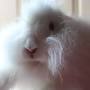 Profile Picture of Janet Bangs (janetbangs) - Profile - Pinterest (@pinterest.com) on Google