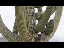 (saguaro, sahuaro, pitahaya) this species is a huge columnar, candelabra shaped cactus growing to 12 meters in height, and living as long as. Propagating Cactus From Seed Saguaro Cactus Carnegiea Gigantea Youtube