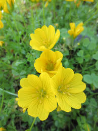 Image result for Renealmia susanneae-katziae