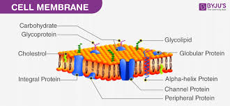 Cell Wall And Cell Membrane Structure Functions And