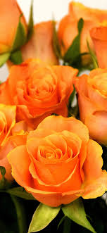 Voici plusieurs fonds d'écran iphone orange esthétiques et sympas. Orange Roses Bouquet White Background 1242x2688 Iphone 11 Pro Xs Max Wallpaper Background Picture Image