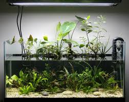 Riparium Plants Google Search Aquarios Incriveis Aquario Agua Doce Aquarios