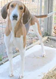 Black And Tan Treeing Walker Coonhound Beagle Mix Redtick Coonhound Greyhound Mix F Named Breezy In Lovingston Va Humane Society Spca Of Nelson County 434 263 7 Red Tick Coonhound Coonhound Humane Society