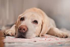 The most obvious sign that a dog may have skin cancer is a lump or growth on the skin. Cancer In Dogs 12 Signs To Look Out For Reader S Digest