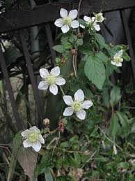 Image result for Rubus pinnatus