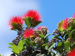 Image result for Psychotria vogeliana