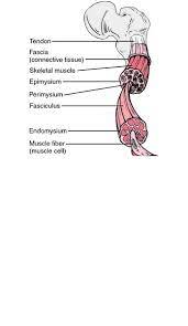 Fascia Definition Of Fascia By Medical Dictionary Fascia Medical Dictionary Arteries Anatomy