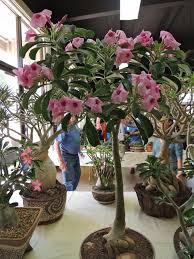 Image result for Adenium boehmianum