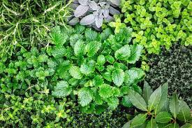 13 Erreurs A Eviter Pour Faire Pousser Des Herbes Aromatiques A La Maison En 2020 Herbes Aromatiques Plante Pour Jardiniere Trucs Et Astuces Jardinage