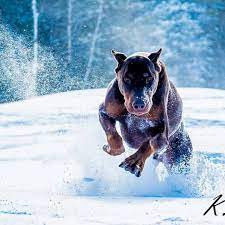 instagram photo by national destinations apr 1 2016 at 10 22pm utc kotopes doberman shenki doberman pincher