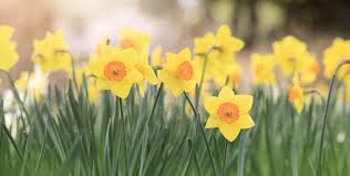 These spring flowers are guaranteed to add life and joy to. 15 Best Early Spring Flowers Early Blooming Spring Flowers For Your Garden