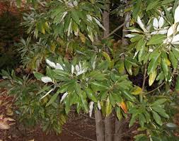 The evergreen foliage of 'green shadow' sweetbay magnolia forms a tight oval tree with fragrant white flowers in summer. Woody Plants