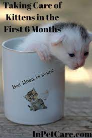 Taking Care Of Kittens In The First 6 Months Newborn Kittens Taking Care Of Kittens Kitten Care
