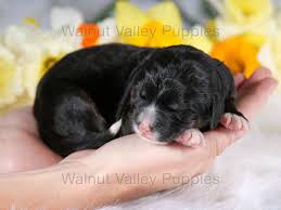 Walnut valley puppies, flat rock, illinois. Walnut Valley Puppies Wvpuppies Twitter