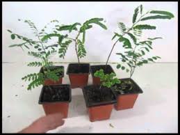 The pot (more like a lined hemp bag) that they are in is about the size of an average coffee mug. Bonsai From Seed 1 Year Later Youtube