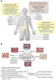 It provides structural support and. Jci Altered Adipose Tissue And Adipocyte Function In The Pathogenesis Of Metabolic Syndrome