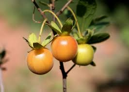 Image result for Diospyros lycioides