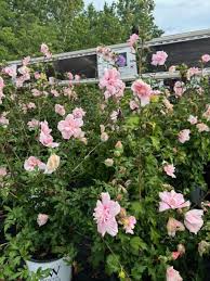 Image result for Hibiscus syriacus ´Pink Chiffon