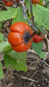 Image result for Solanum aethiopicum
