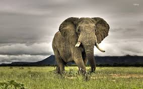 African elephants the african elephant, (loxodonta africana), is also known as the 'african bush elephant'. African Elephant African Elephant Wallpaper 1280x800 African Elephant Wallpaper Elephant Wallpaper Elephant Phone Wallpaper Bull Elephant