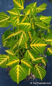 Image result for Erythrina × coddii