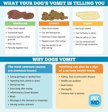 Our canine companions are not immune to the occasional vomiting spell. Petmd On Twitter Why Is My Dog Throwing Up Here S A Guide For Identifying The Different Types Of Vomit And Knowing When You Should Go To The Vet S Office Https T Co 3qxqmprsdv Https T Co 1z0gk8oo6b