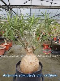 Image result for Ctenium somalense