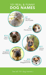 We're fans of the backdoor test for dog name selection. 101 Funny Names For Dogs Funny Names For Dogs Funny Dog Names Dog Names
