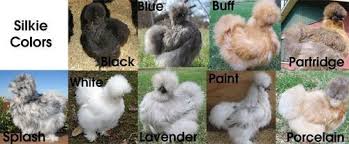 new silkie chicks what colors will they be frizzle