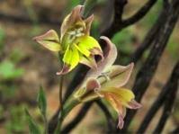 Image result for Gladiolus permeabilis