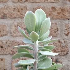 Image result for Senecio greenwayi