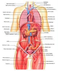 Female Human Body Diagram Of Organs Female Human Body