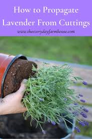 Image result for lavender cuttings