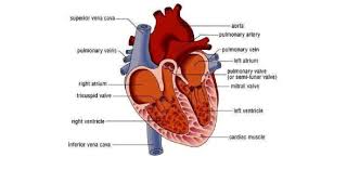 The tricuspid valve is not a heart chamber. Quiz Functions Of The Heart Trivia Proprofs Quiz