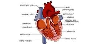 The tricuspid valve is not a heart chamber. Quiz Functions Of The Heart Trivia Proprofs Quiz
