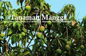 Maybe you would like to learn more about one of these? Tanaman Mangga Klasifikasi Ciri Morfologi Manfaat Dan Cara Budidaya Dosenpertanian Com