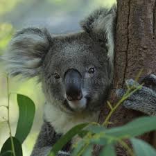 Koala Stock Photo Image Of Mammal Marsupial Sleeping 46284588 Koala Cuddly Animals Cute Funny Animals