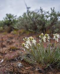 Image result for Swertia brownii