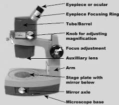 Mitosis (nuclear division) is the most dramatic stage of the cell cycle, corresponding to the separation of daughter chromosomes and usually ending with cell division ( cytokinesis ). Dissecting Microscope Parts Diagram Quizlet