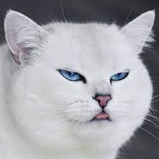 Подписывайтесь на наш telegram канал@thewikihowоткрыть. Kumpulan Foto Foto Kucing Lucu