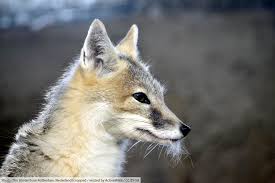 Swift Fox Facts, Pictures & Information. North American Wild Dog ...