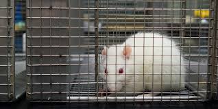 They only test their products on humans, not animals. China To End Animal Testing For Imported Ordinary Cosmetics Totally Vegan Buzz