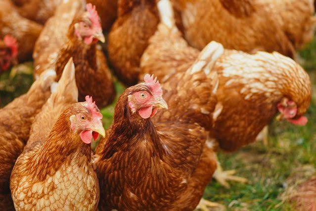 Hybrid Kuroiler Birds