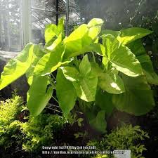 We did not find results for: Photo Of The Entire Plant Of Arrow Leaf Elephant S Ear Xanthosoma Sagittifolium Posted By Critterologist Garden Org