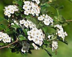 Image of Hawthorn plant