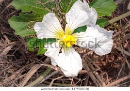 Image result for Lagenaria sphaerica